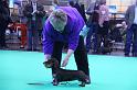 Crufts_dachshunds 1087